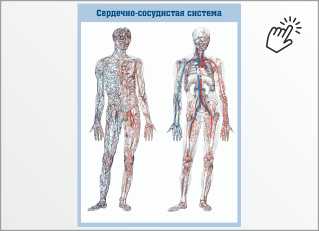 Стенд Сердечно-сосудистая система