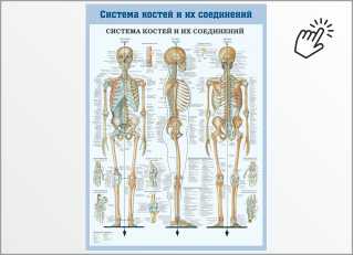 Стенд Система костей и их соединений